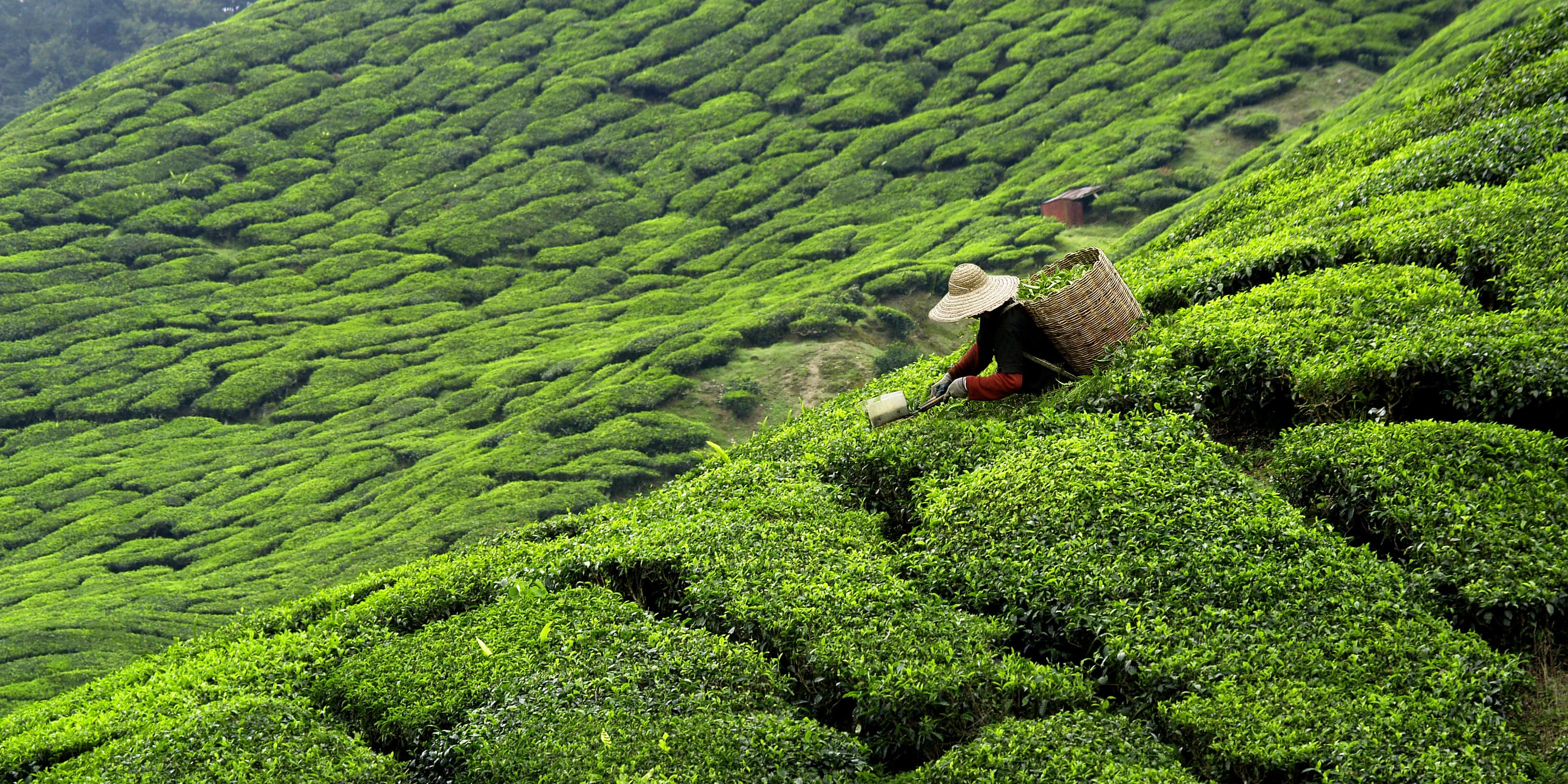Person harvesting tea leaves on lush green hillside plantation.